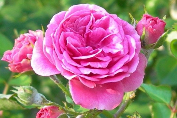 La Rosa/Wardah